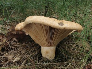 ryzec krtkonoh-Lactarius acerrimus3.jpg