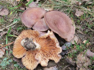 ryzec libovonn-Lactarius mammosus.jpg