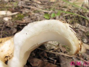 ryzec vodops-Lactarius aquizonatus -detail 1.jpg