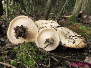 ryzec vodops-Lactarius aquizonatus.jpg
