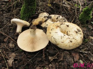 ryzec vodops-Lactarius aquizonatus 4.jpg
