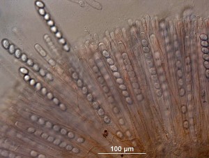 scut--3-40xs.jpg