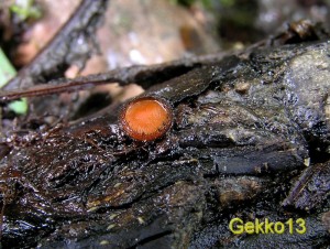 Scutellinia scutellata.JPG