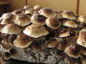 shiitake1.JPG