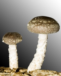 Shiitake2.jpg