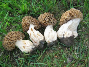 smr  tlustonoh-Morchella crasipes 2.jpg