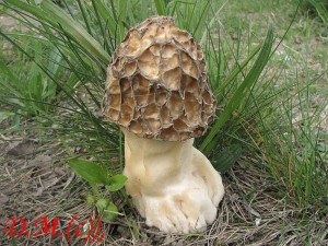 smr tlustonoh-Morchella crasipes1.jpg