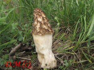 smr tlustonoh-Morchella crasipes2.jpg