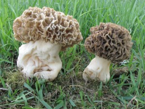 smr tlustonoh-Morchella crasipes.jpg