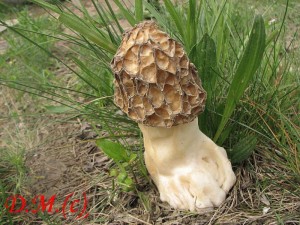 smr tlustonoh-Morchella crasipes.jpg