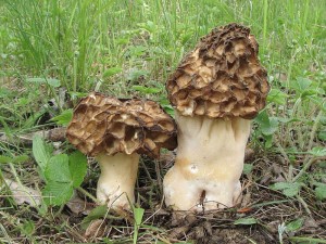 smr tlustonoh-Morchella crassipes3.jpg