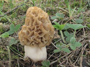 smr tlustonoh-Morchella crassipes4.jpg