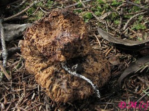 smrovec smrovit-Gautieria morchelliformis1.JPG