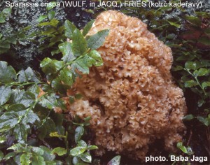 Sparassis crispa.jpg