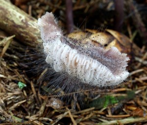 Spinellus fusiger(2).jpg