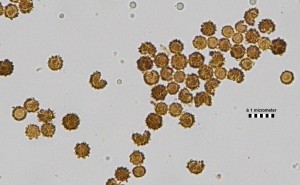 spores_ISO_800_0,004s.jpg