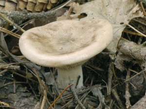 Srtmlka Alexandrova - Clitocybe alexandri.jpg