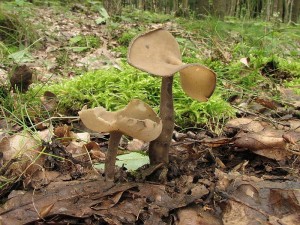 stopeka pit-Helvella macropus2.JPG