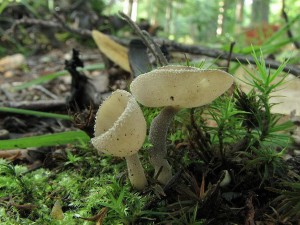 stopeka pit-Helvella macropus5.JPG