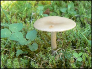 Strmlka vonn - Clitocybe fragrans.jpg