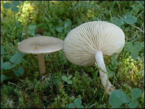 Strmlka vonn - Clitocybe fragrans 2.jpg