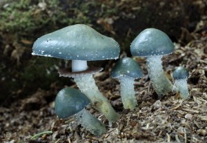 Stropharia aeruginosa.jpg