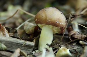 Stropharia_rugosoannulata2.jpg