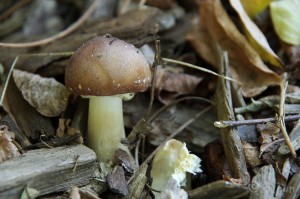 Stropharia_rugosoannulata.jpg