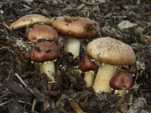 Stropharia rugosoannulata.jpg