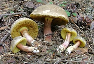 Suchohrib_zlutomasy_Xerocomus_chrysenteron .jpg