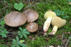 Suillus_collinitus.jpg