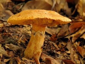 Suillus tridentinus2.jpg