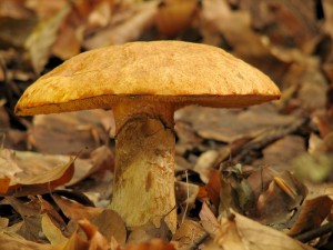 Suillus tridentinus3.jpg