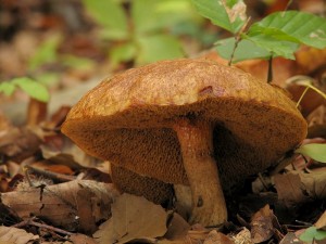 Suillus tridentinus.jpg