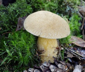 Suillus variegatus.jpg