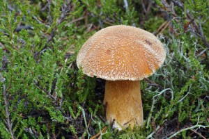 Suillus variegatus 2015-09-25 JS.jpg