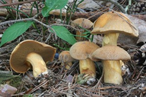 Suillus_variegatus.jpg