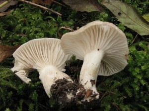 t'avnatka vonn-Hygrophorus agathosmus1.JPG