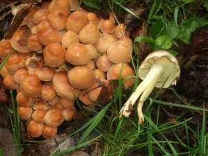 tepenitka-svazit20130511-a.jpg