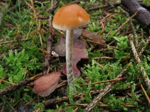 tepenitka roztrouen-Hypholoma marginatum.JPG