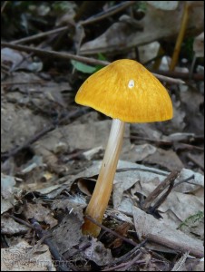 ttovka lut - Pluteus leoninus.jpg