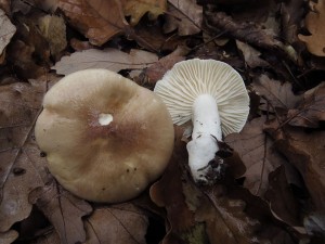 tavnatka han-Hygrophorus arbustivus 2.JPG