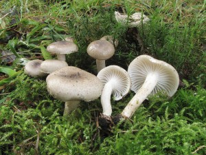 tavnatka tekovan-Hygrophorus pustulatus.jpg