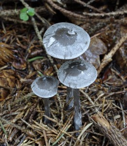 Tephrocybe rancida (2).jpg