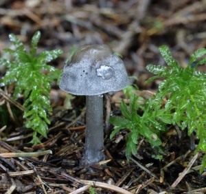 Tephrocybe rancida (3).jpg