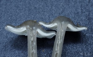 Tephrocybe rancida (5).jpg