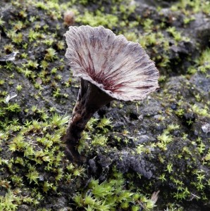 Thelephora caryophyllea - Plesk karafitov.jpg