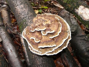 trametes confragosa.jpg