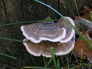 TRAMETES_VERSICOLOR.JPG