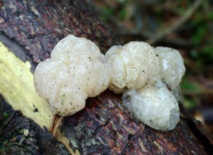 Tremella encephala (3).jpg